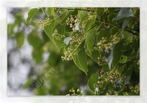 香樟花|香樟木